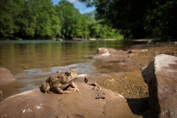 Fototapeta na wymiar Wide angle macro portrait of a Fowler's toad by a river 