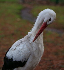 White stork cleaning feathers