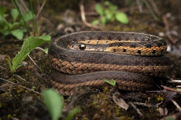 Coiled up Eastern Garter snake macro portrait 