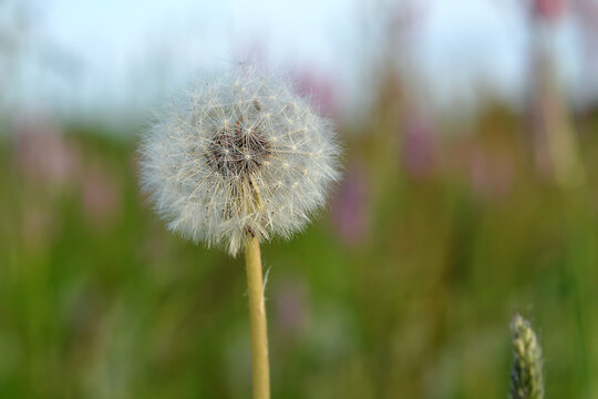 white fluffy dandelion, macro image with blur effect