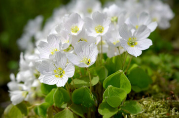 beautiful spring white flowers oxalis blurred macro image