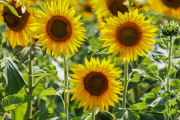 Beautifully blooming sunflower in the middle of summer, ready to be picked.