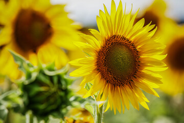 Fototapeta premium Beautifully blooming sunflower in the middle of summer, ready to be picked.