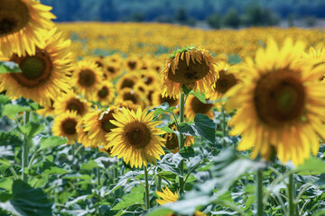 Fototapeta premium Beautifully blooming sunflower in the middle of summer, ready to be picked.