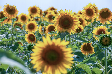 Beautifully blooming sunflower in the middle of summer, ready to be picked.