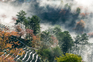 Cherry blossom in tea hill in Sapa, Vietnam in cloudy morning in spring