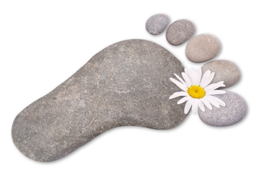 Stones as foot with chamomile flower, transparent background