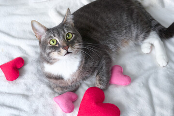 a grey cat lies with a pink heart on a white blanket. valentine's day
