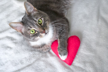 a grey cat lies with a pink heart on a white blanket. valentine's day © tanika333