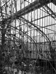 old abandoned greenhouse 