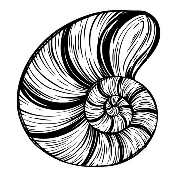 recommend clip art: Marine seashell, mollusk or snail for design of invitation, fabric, textile, etc.