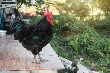 Chicken in the backyard. Black australorp rooster stand on the patio.