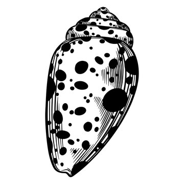 recommend clip art: Marine spiral seashell or oceanshell with dots pattern for design of invitation, fabric, textile, etc.