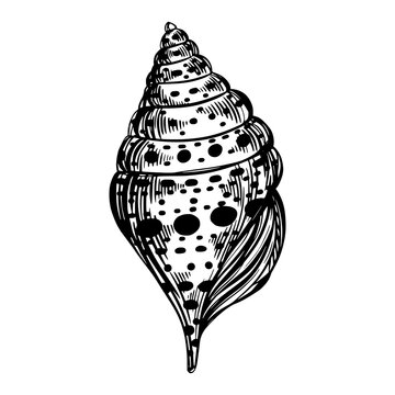recommend clip art: Marine spiral seashell or oceanshell with pattern for design of invitation, fabric, textile, etc.