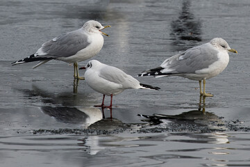 Reflection of one black headed gull and two juvenile herring gulls in a pond located in Bushy Park