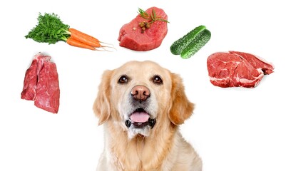 Cute young dog surrounded by tasty meat products