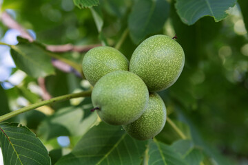 Nuts on tree branch in spring.