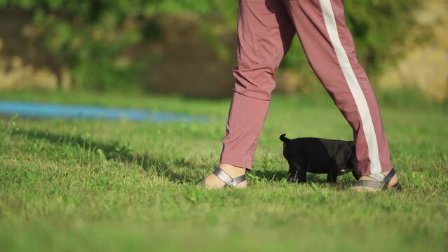 Puppy american bully runs on the green lawn. High quality 4k footage