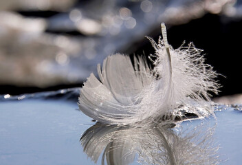 A single white feather floats in the water