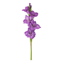 Purple gladiolus flower stem isolated on transparent background	