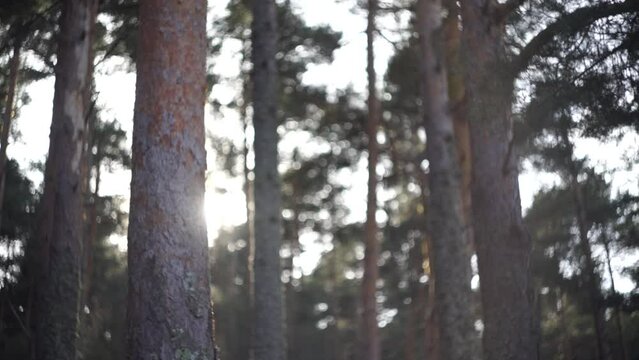Bosque