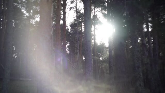 Bosque