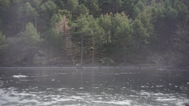 Bosque