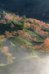 Cherry blossom in tea hill in Sapa, Vietnam in cloudy morning in spring