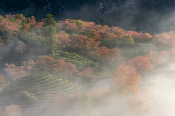 Cherry blossom in tea hill in Sapa, Vietnam in cloudy morning in spring