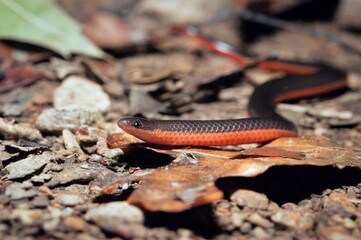 Baby Eastern Worm snake macro portrait 