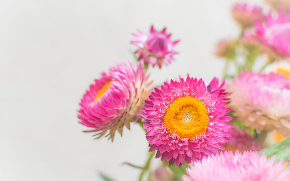 Vibrant pink Straw Flowers, Macro close up photography, soft background for copy. Wallpaper, banner , social media image