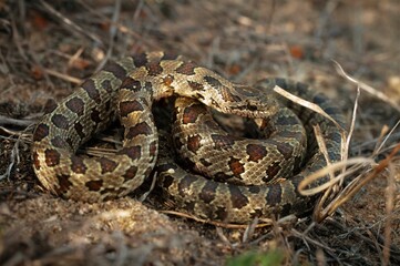 Juvenile Prairie Kingsnake macro portrait 