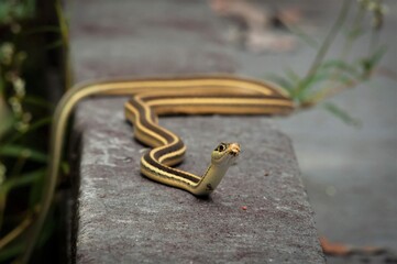 Fototapeta premium Western Gulf Coast Ribbon snake macro portrait in situ on boardwalk 