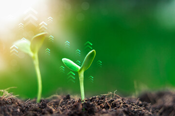 Young plants increase on sunrise with flare. Growing money, value, finance and investment. Business...