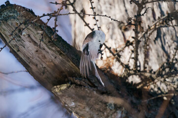 シマエナガ　北海道三大かわいい　雪の妖精