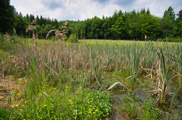 Feuchtbiotop im Sommer