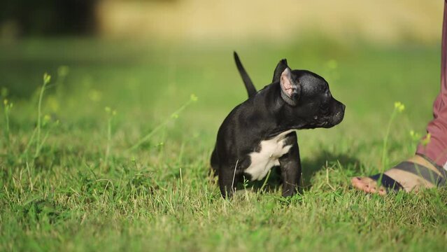 Human petting an american bully puppy on the lawn in summer. High quality 4k footage