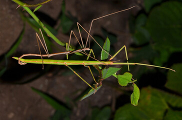 Stick insects couple - 568052028