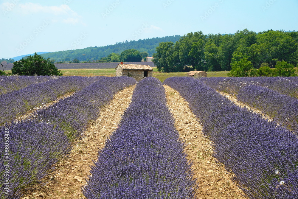 Canvas Prints lavendelfeld auf dem plateau du sault