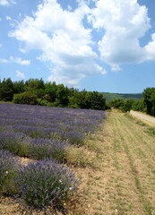 Obraz na płótnie Canvas Lavendelfeld auf dem Plateau du Sault