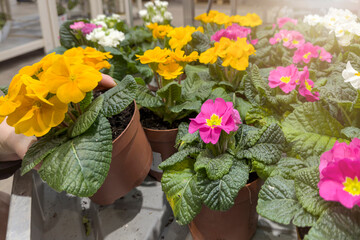 Spring planting of flowers and indoor plants. Selection of flower seedlings in the store. A woman chooses flowers for planting, hands hold a flower pot with a yellow violet.