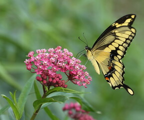 Giant swallowtail butterfly (papilio cresphontes) with swamp milkweed flowers (asclepias incarnata) 