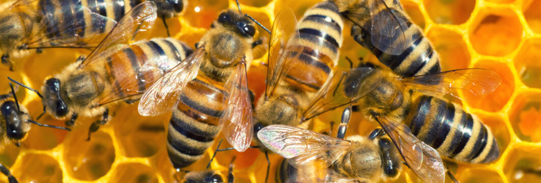 Closeup of bees working in the hive in summer	