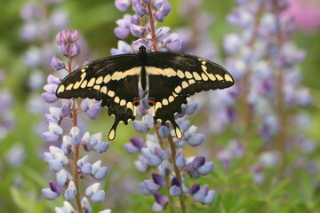giant swallowtail butterfly (papilio cresphontes) on lupine flowers