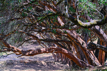 Paper tree (Polylepis incana), beautiful detail of native forest in the Peruvian Andes, shows curious details of its way of growing.