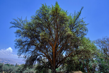 Paper tree (Polylepis incana), beautiful detail of native forest in the Peruvian Andes, shows curious details of its way of growing.