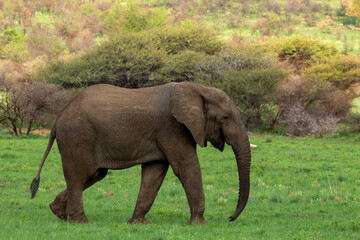 Elephant