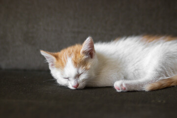 Red and white little kitten lying and sleeping on a sofa at home. Domestic animals life concept and...