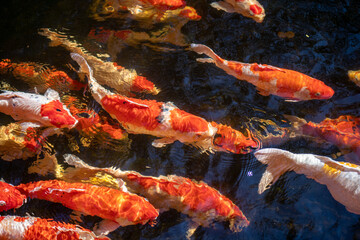 Fototapeta na wymiar schooling of Koi fish waiting for food
