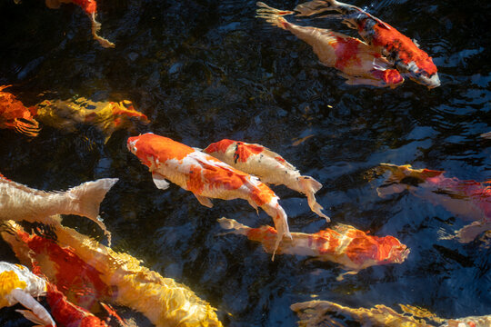 schooling of Koi fish waiting for food